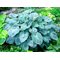 Хоста  'Блу Ангел' /                   Hosta  hybride  'Blue Angel'